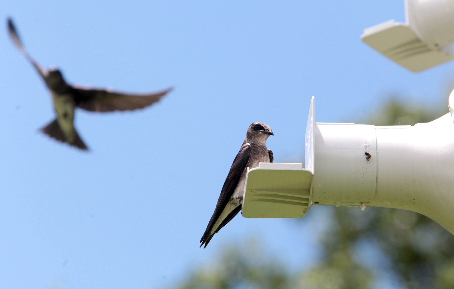 Purple martin banding